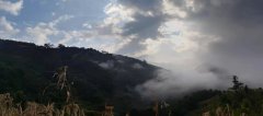 新形勢(shì) 新業(yè)態(tài) 幺幺易貨助力佤佤山茶振興發(fā)展
