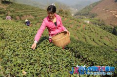 大余縣出臺優(yōu)惠政策 大力發(fā)展生態(tài)農(nóng)業(yè)產(chǎn)業(yè)