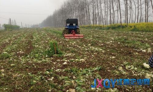 湖南漢壽農民自毀萬畝蔬菜 因賣得越多賠得越多