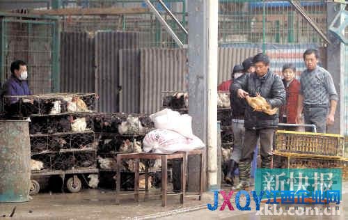 世衛組織：撲殺禽類能否阻止H7N9傳播暫未確定
