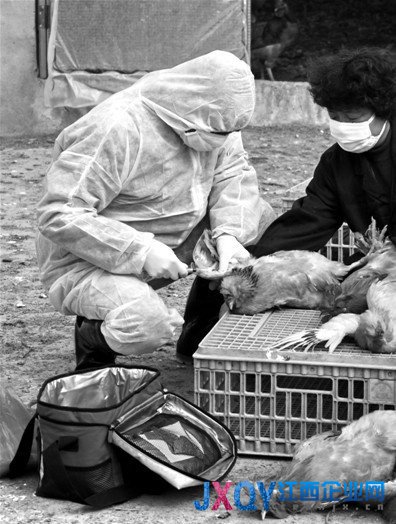 衛(wèi)計(jì)委：H7N9仍處于散發(fā)狀態(tài) 有信心控制疫情