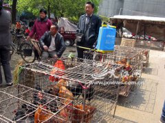 新型流感傷及江西家禽養(yǎng)殖業(yè) 專家建議推進家禽