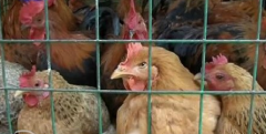 全國H7N9感染者增至77人 家禽業日損失超10億元