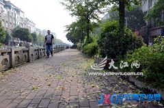 萍鄉市蘇州街畔部分銀杏顯“病容” 嚴重落葉引